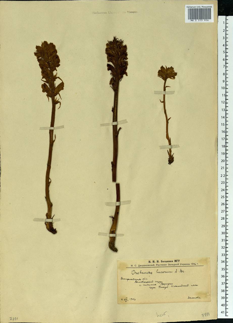 Orobanche rubi Duby, Eastern Europe, West Ukrainian region (E13) (Ukraine)