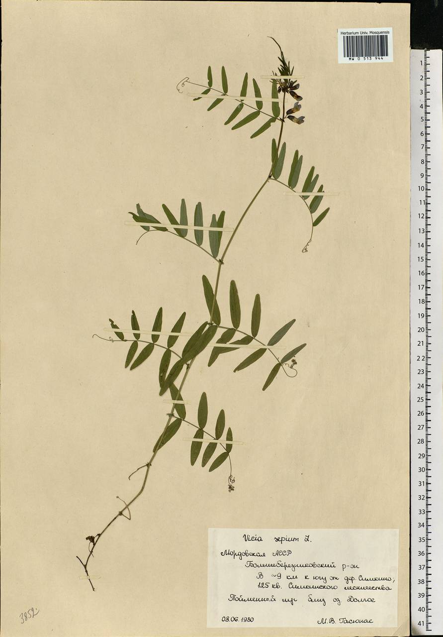 Vicia sepium L., Eastern Europe, Middle Volga region (E8) (Russia)