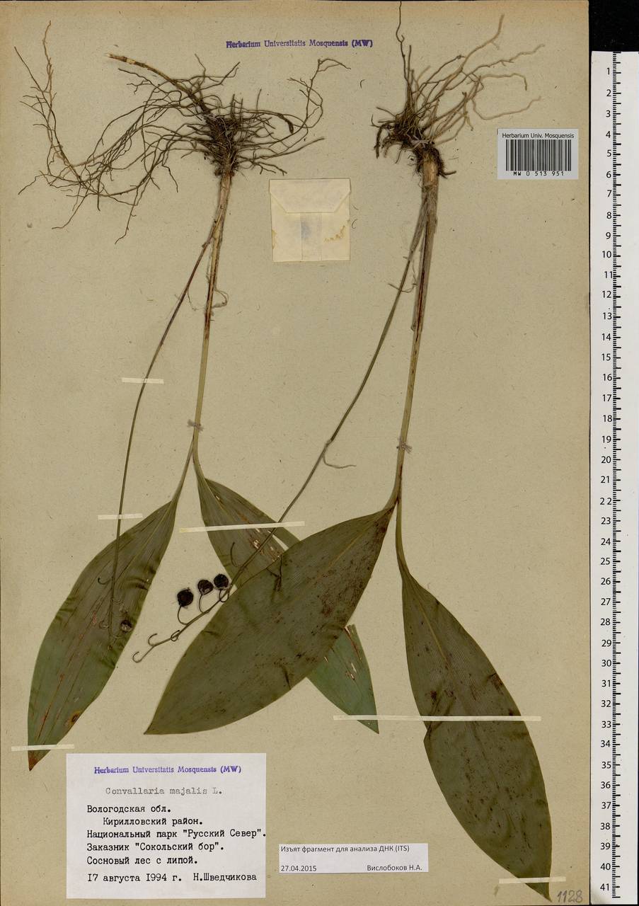 Convallaria majalis L., Eastern Europe, Northern region (E1) (Russia)