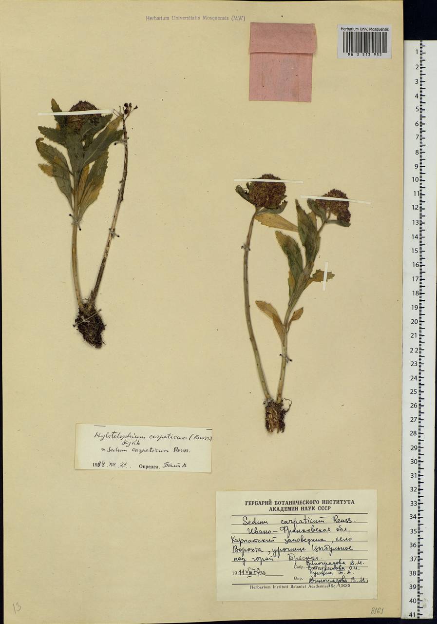 Hylotelephium telephium (L.) H.Ohba, Eastern Europe, West Ukrainian region (E13) (Ukraine)