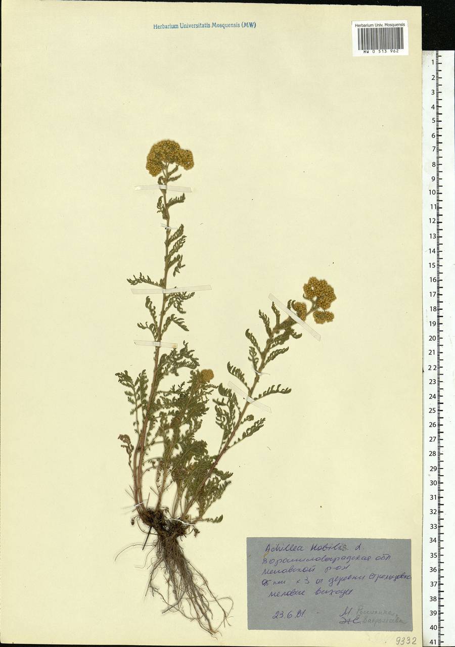 Achillea nobilis L., Eastern Europe, North Ukrainian region (E11) (Ukraine)