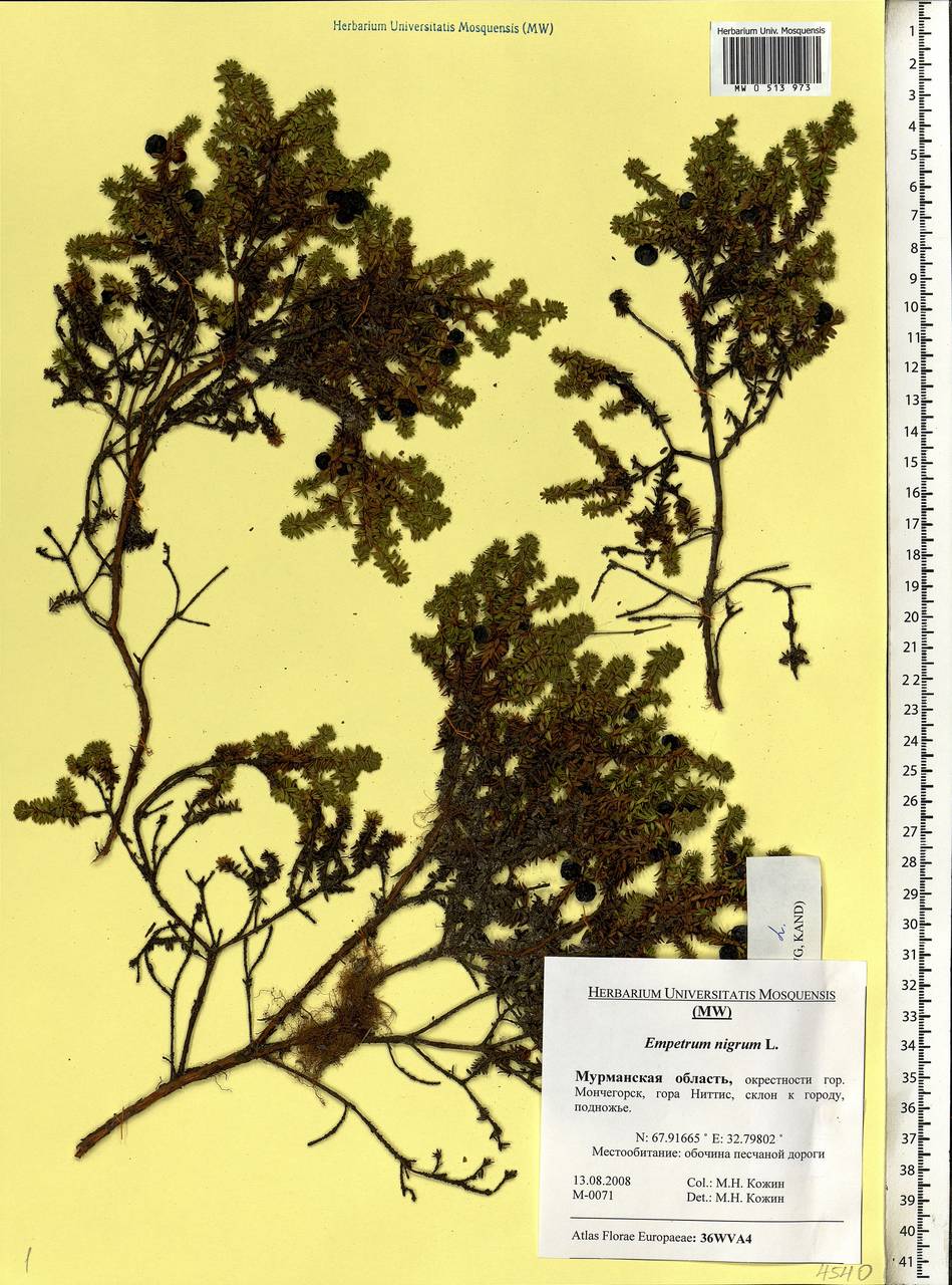 Empetrum nigrum L., Eastern Europe, Northern region (E1) (Russia)