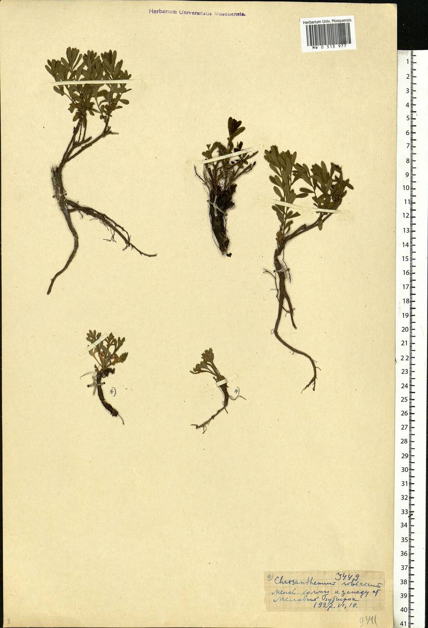 Chrysanthemum zawadskii subsp. zawadskii, Eastern Europe, Central forest-and-steppe region (E6) (Russia)