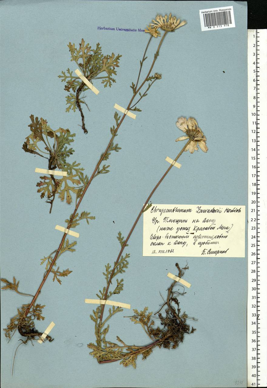 Chrysanthemum zawadskii subsp. zawadskii, Eastern Europe, Central forest-and-steppe region (E6) (Russia)