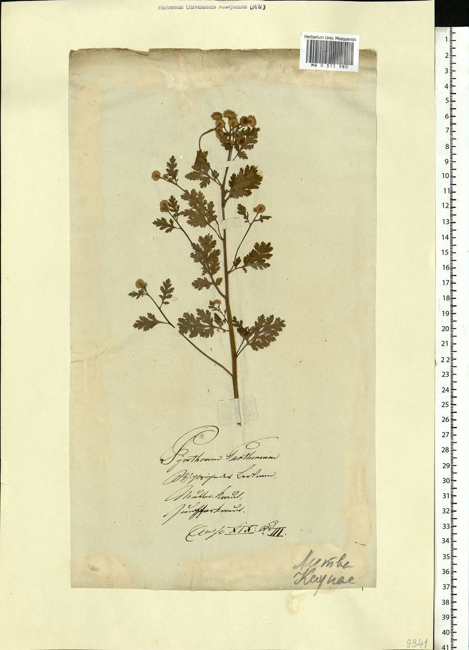 Tanacetum parthenium (L.) Sch. Bip., Eastern Europe, Lithuania (E2a) (Lithuania)
