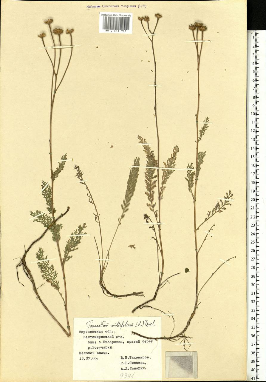 Tanacetum millefolium (L.) Tzvelev, Eastern Europe, Central forest-and-steppe region (E6) (Russia)