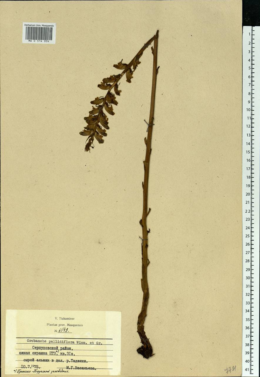Orobanche reticulata subsp. pallidiflora (Wimm. & Grab.) Hayek, Eastern Europe, Moscow region (E4a) (Russia)