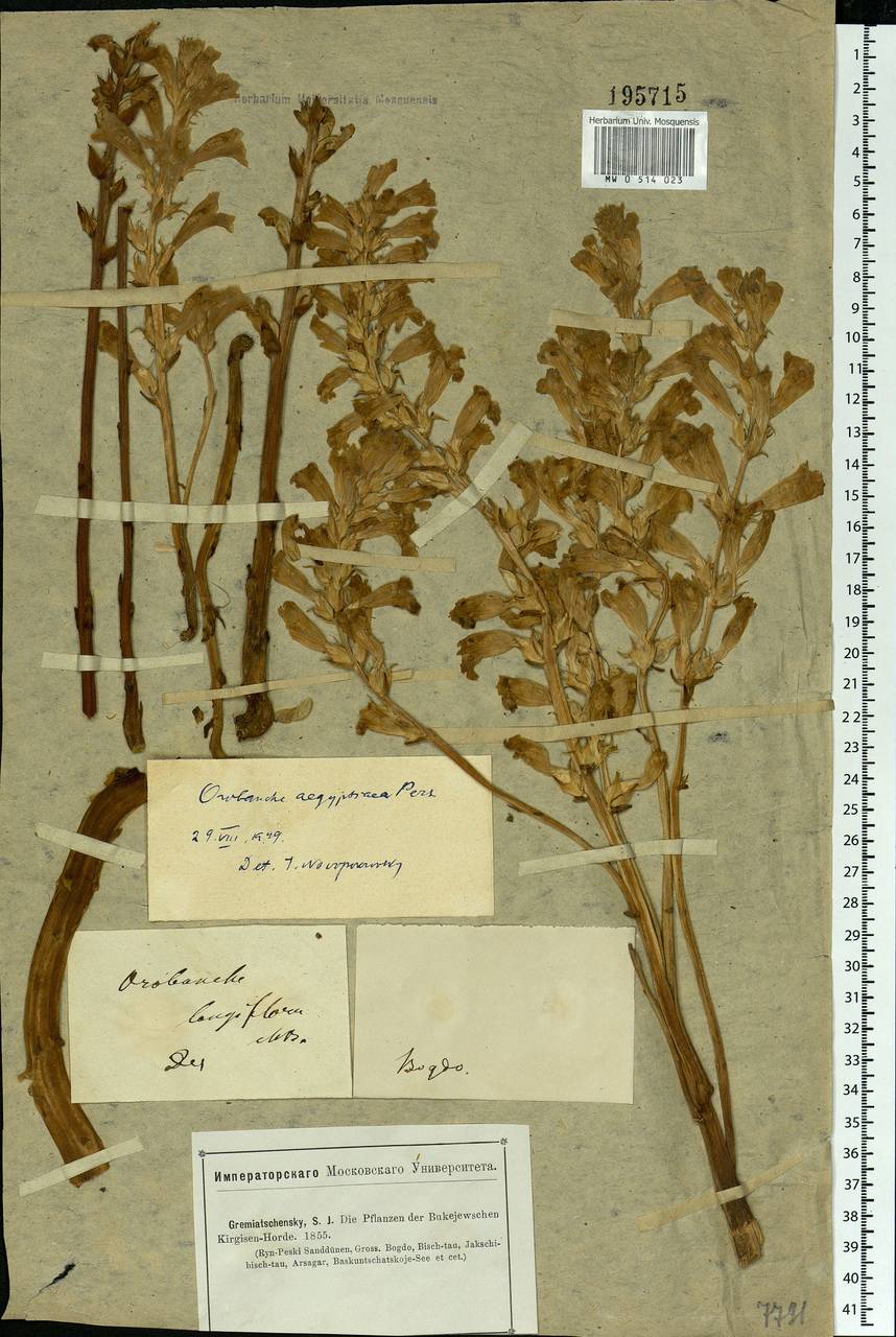 Phelipanche aegyptiaca (Pers.) Pomel, Eastern Europe, Lower Volga region (E9) (Russia)
