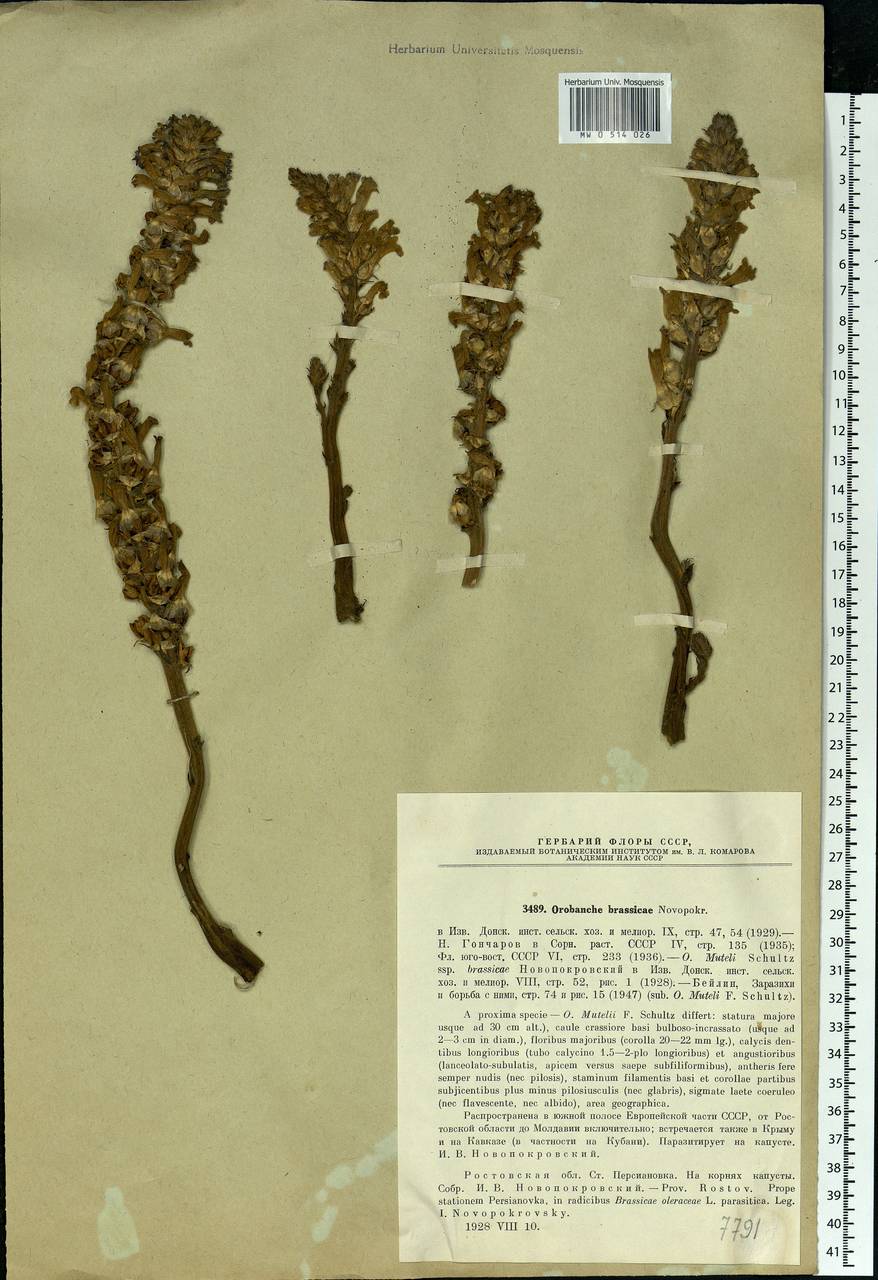 Phelipanche mutelii subsp. brassicae Novopokr., Eastern Europe, Rostov Oblast (E12a) (Russia)