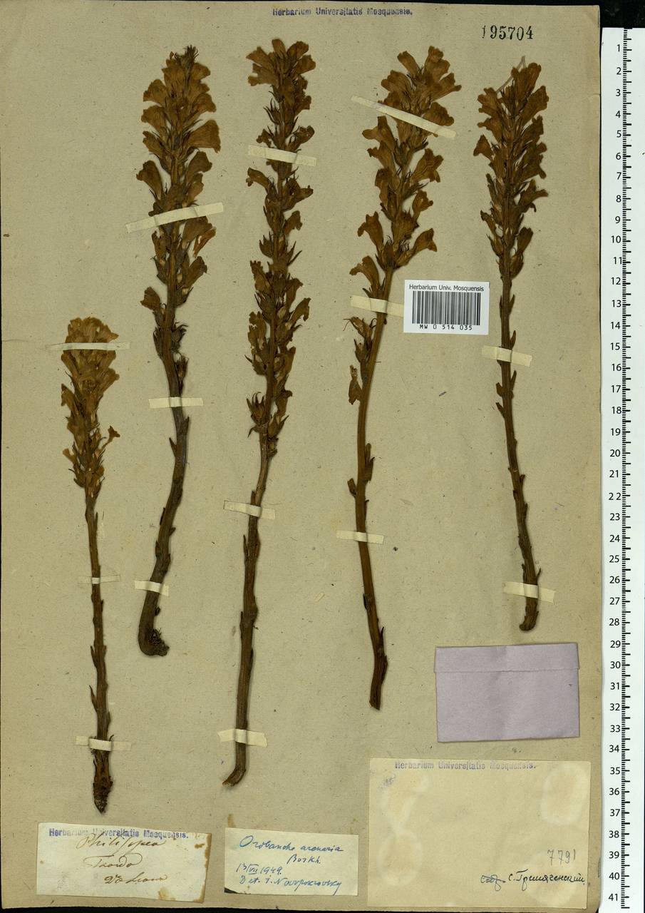 Phelipanche arenaria (Borkh.) Pomel, Eastern Europe, Lower Volga region (E9) (Russia)