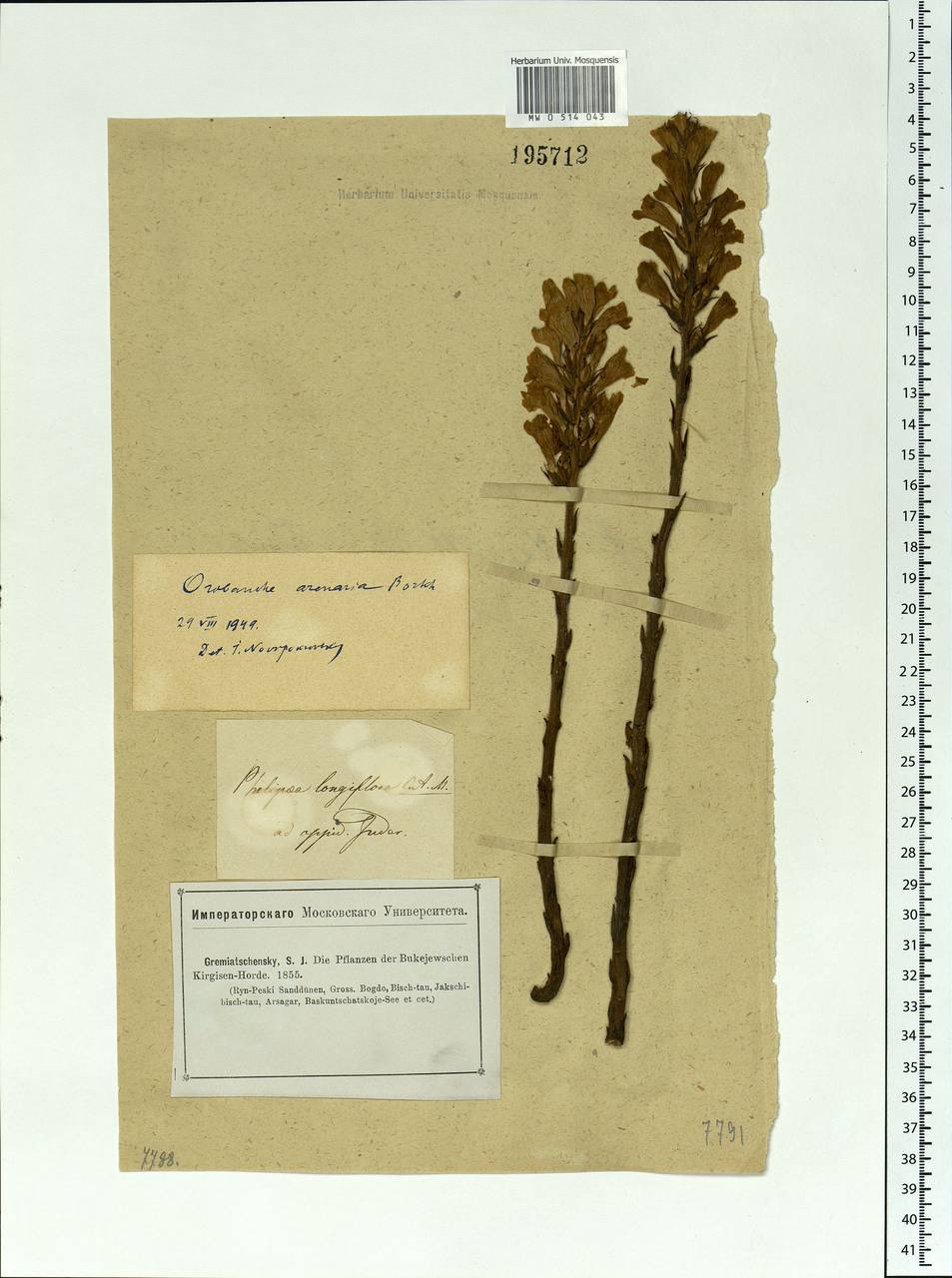 Phelipanche arenaria (Borkh.) Pomel, Middle Asia, Caspian Ustyurt & Northern Aralia (M8) (Kazakhstan)