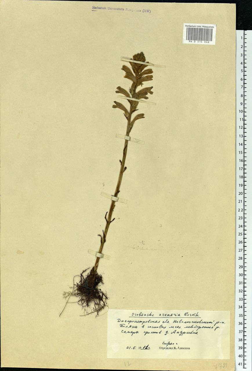 Phelipanche arenaria (Borkh.) Pomel, Eastern Europe, South Ukrainian region (E12) (Ukraine)
