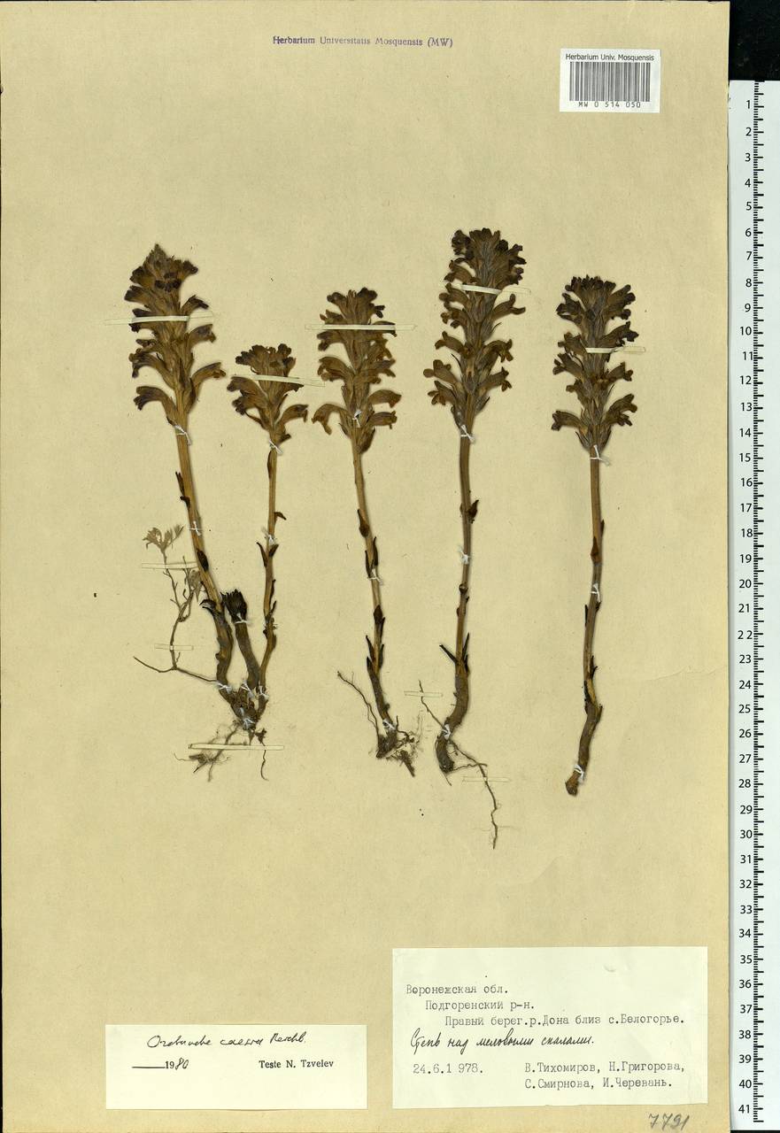 Phelipanche caesia (Rchb.) Soják, Eastern Europe, Central forest-and-steppe region (E6) (Russia)