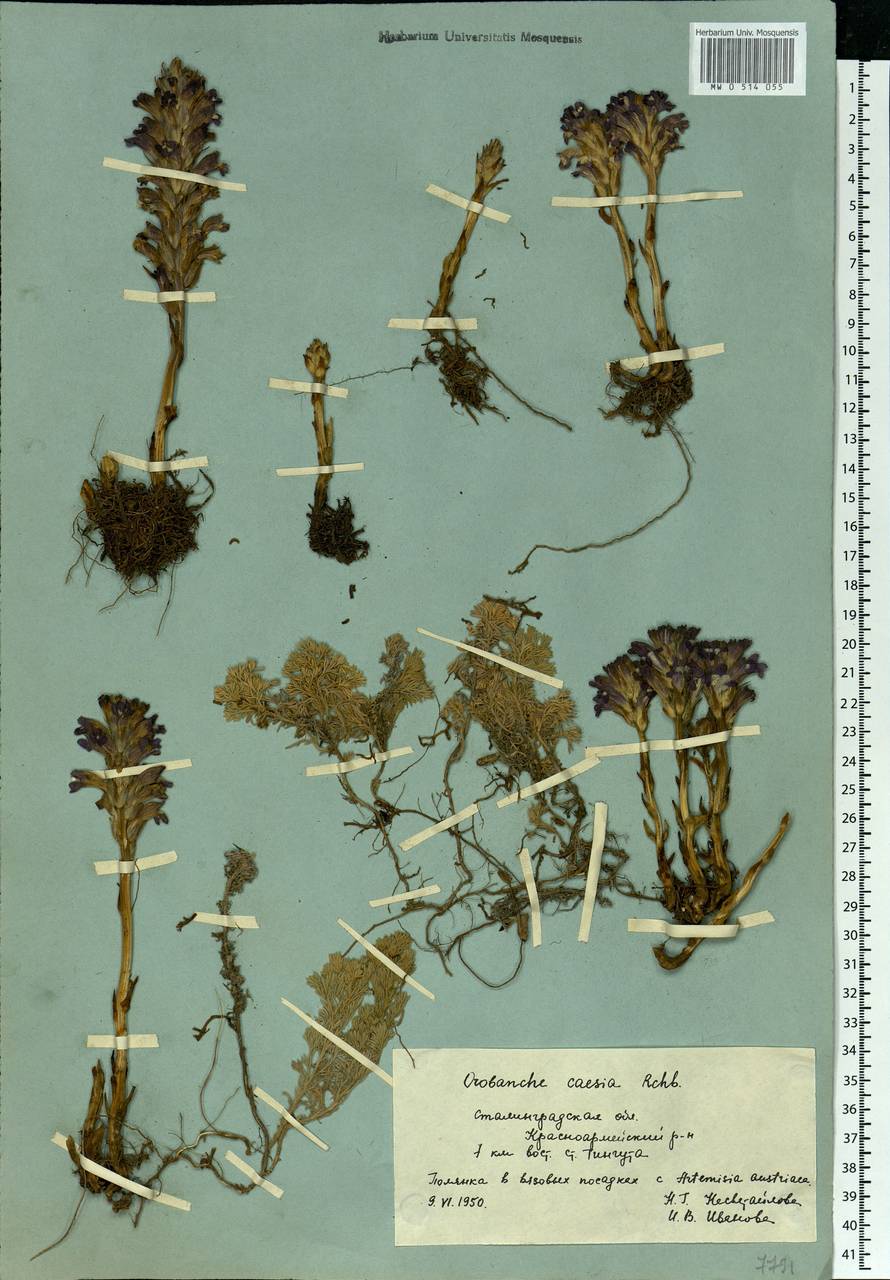Phelipanche caesia (Rchb.) Soják, Eastern Europe, Lower Volga region (E9) (Russia)