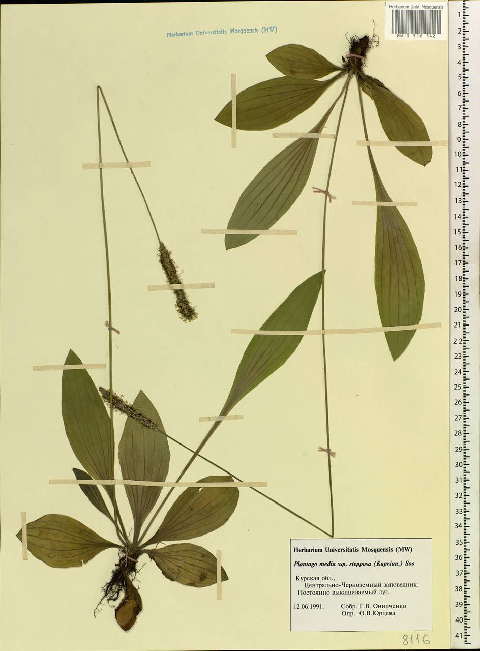 Plantago media L., Eastern Europe, Central forest-and-steppe region (E6) (Russia)