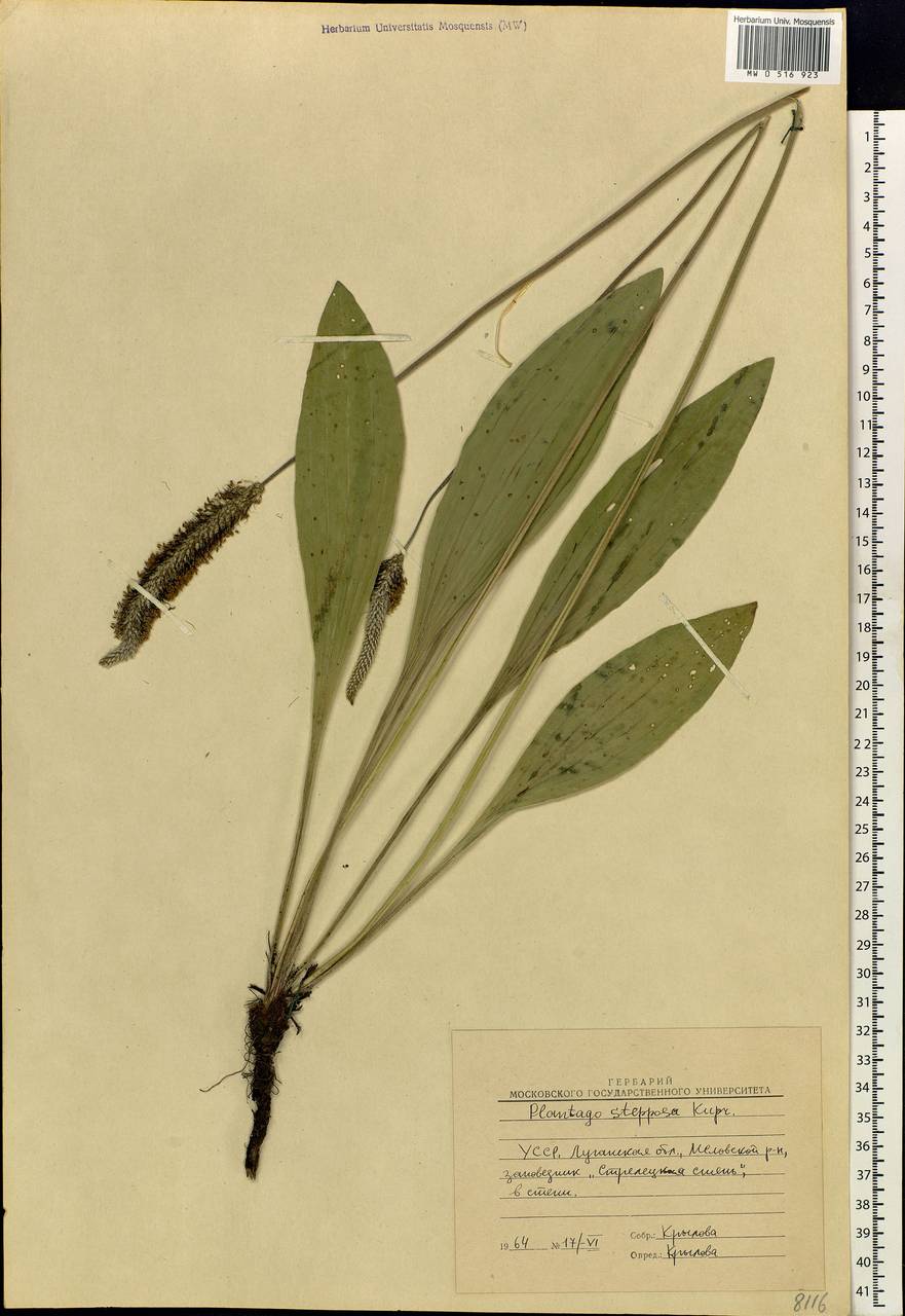 Plantago urvillei Opiz, Eastern Europe, North Ukrainian region (E11) (Ukraine)