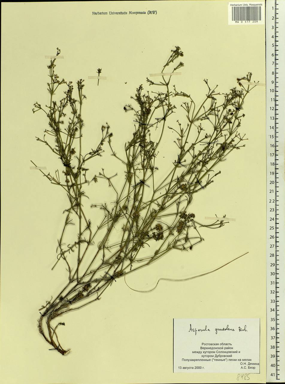 Cynanchica graveolens subsp. graveolens, Eastern Europe, Rostov Oblast (E12a) (Russia)