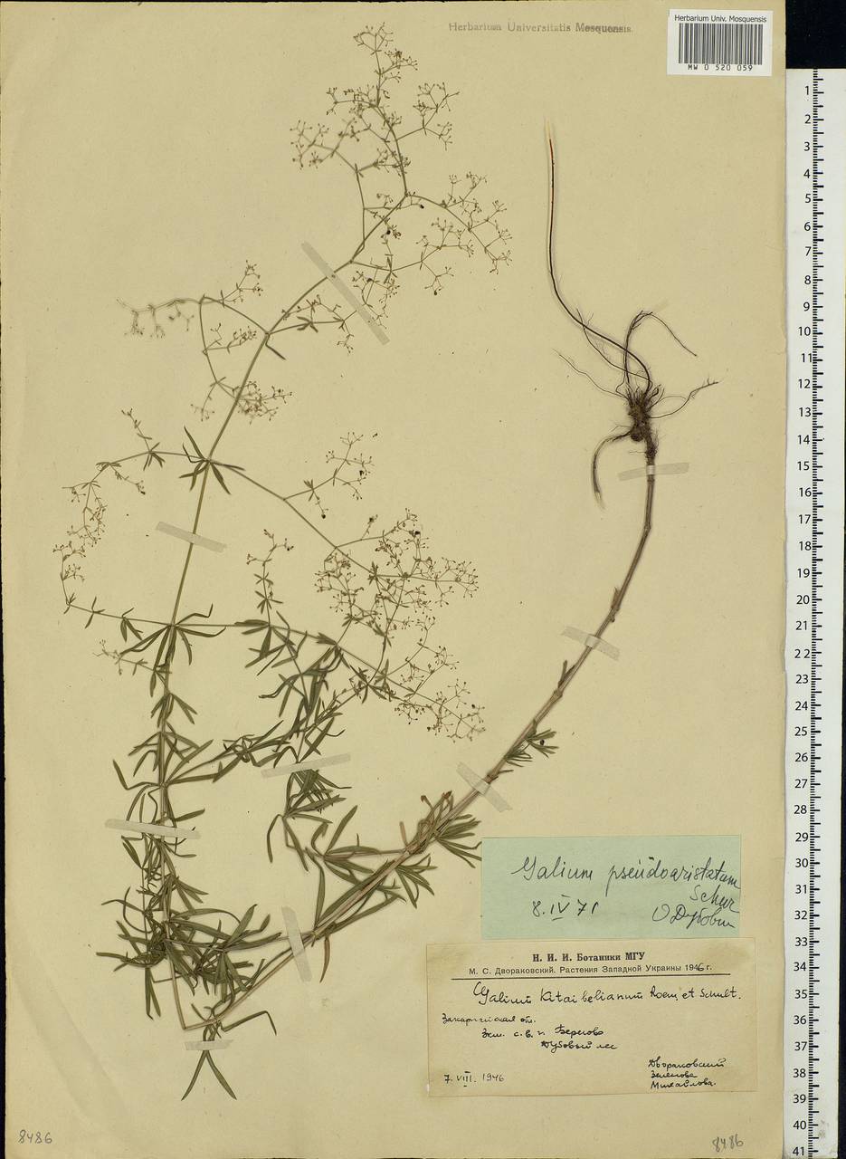 Galium pseudoaristatum Schur, Eastern Europe, West Ukrainian region (E13) (Ukraine)