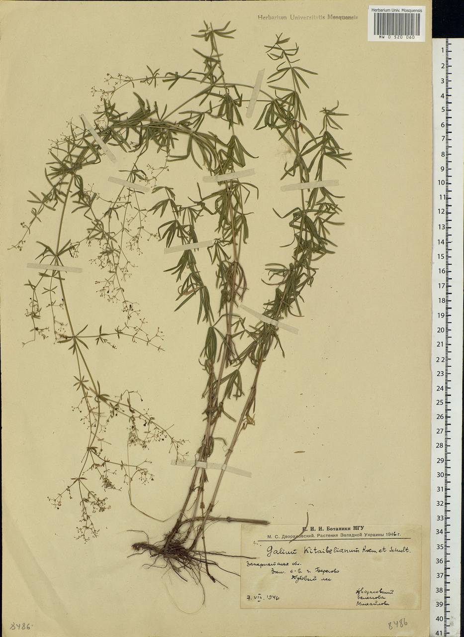 Galium pseudoaristatum Schur, Eastern Europe, West Ukrainian region (E13) (Ukraine)