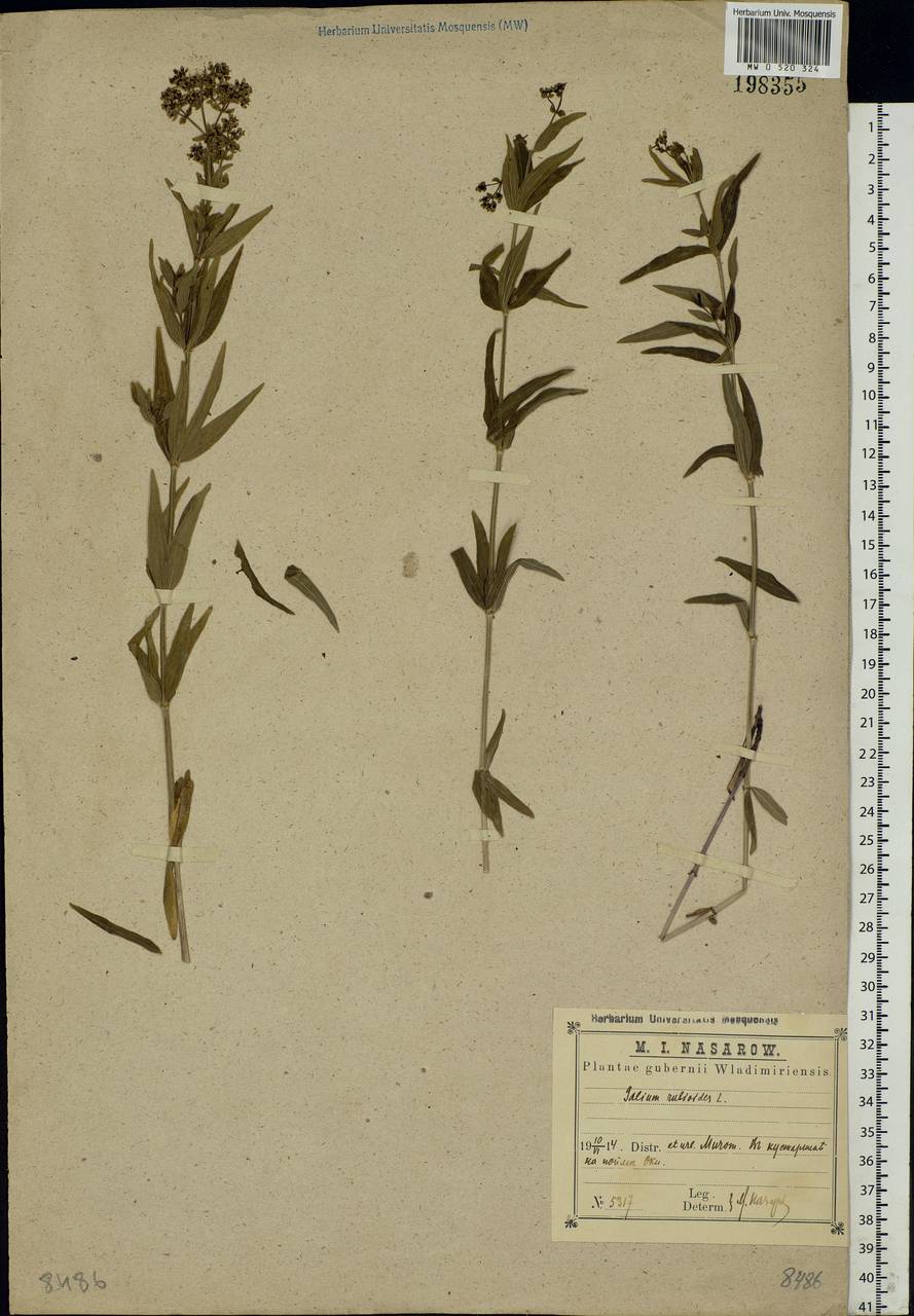 Galium rubioides L., Eastern Europe, Central region (E4) (Russia)