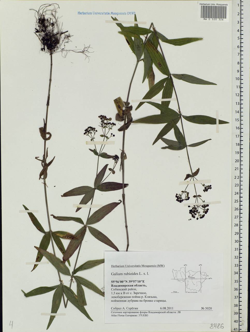 Galium rubioides L., Eastern Europe, Central region (E4) (Russia)