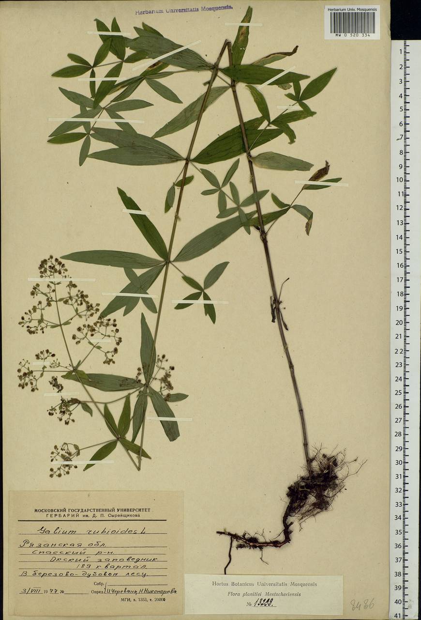 Galium rubioides L., Eastern Europe, Central region (E4) (Russia)