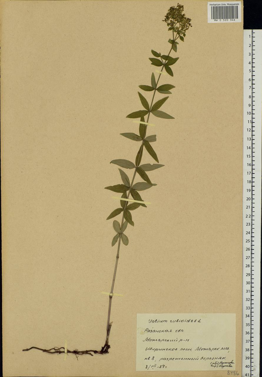 Galium rubioides L., Eastern Europe, Central region (E4) (Russia)