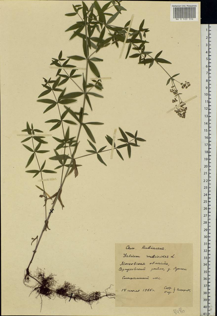 Galium rubioides L., Eastern Europe, Moscow region (E4a) (Russia)
