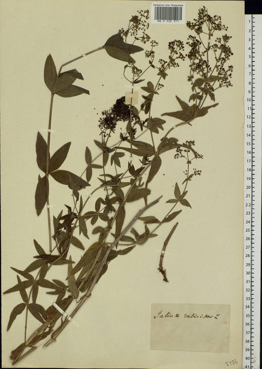 Galium rubioides L., Eastern Europe, Moscow region (E4a) (Russia)