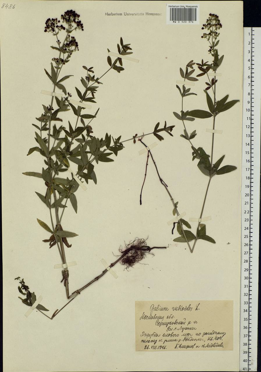 Galium rubioides L., Eastern Europe, Moscow region (E4a) (Russia)