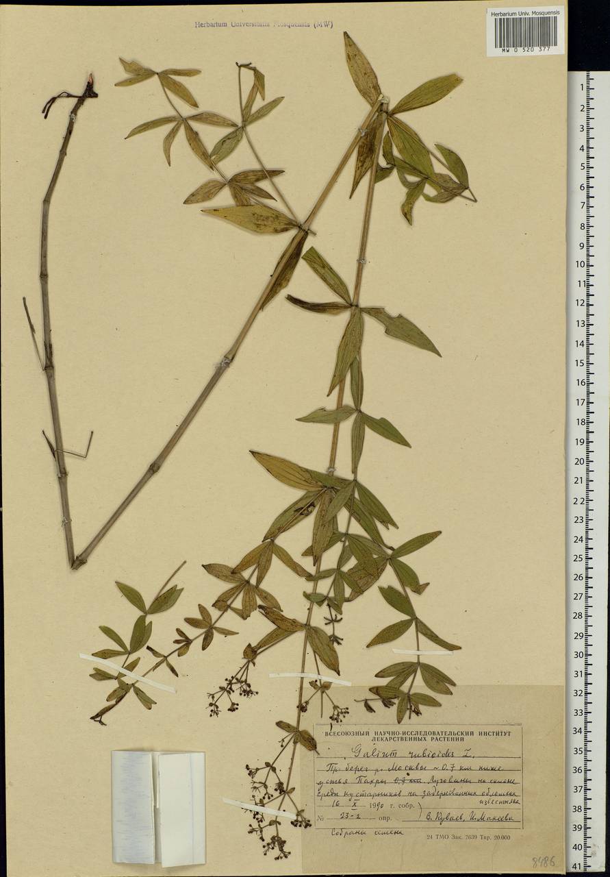 Galium rubioides L., Eastern Europe, Moscow region (E4a) (Russia)