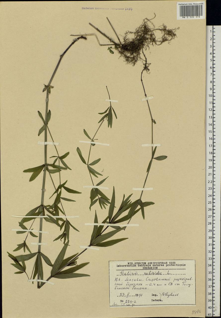 Galium rubioides L., Eastern Europe, Moscow region (E4a) (Russia)