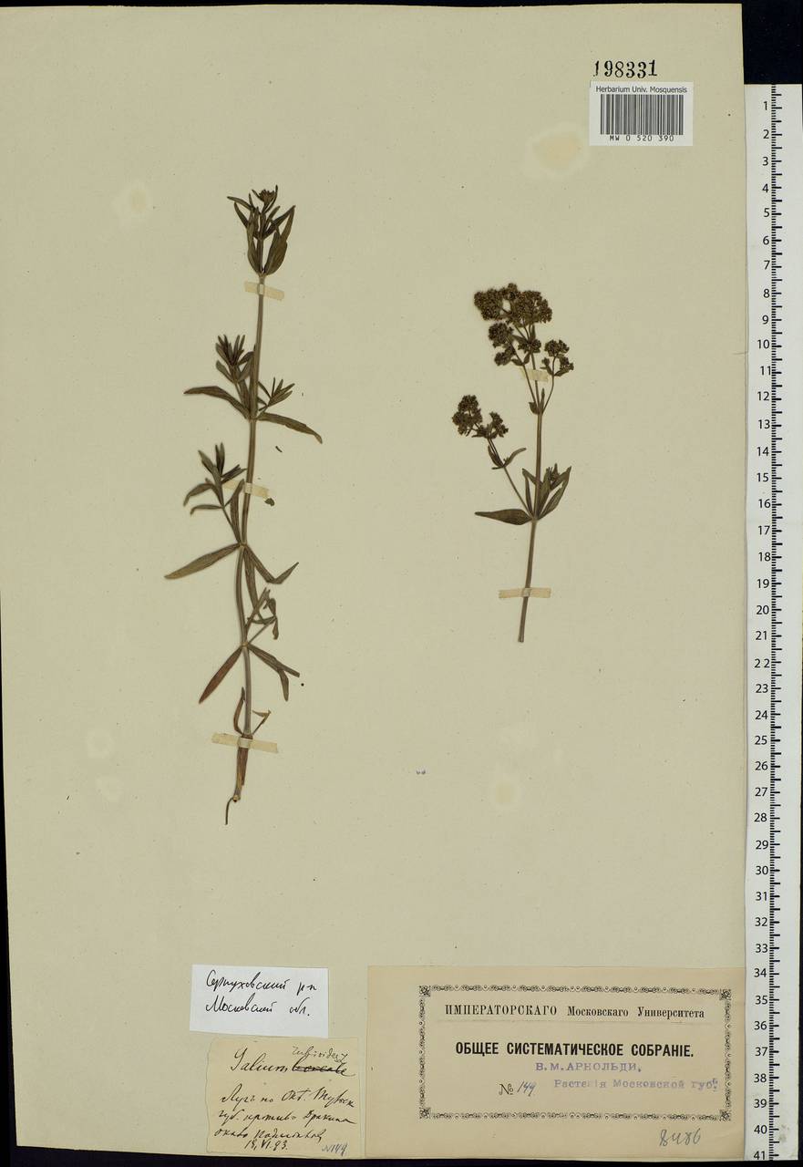 Galium rubioides L., Eastern Europe, Moscow region (E4a) (Russia)