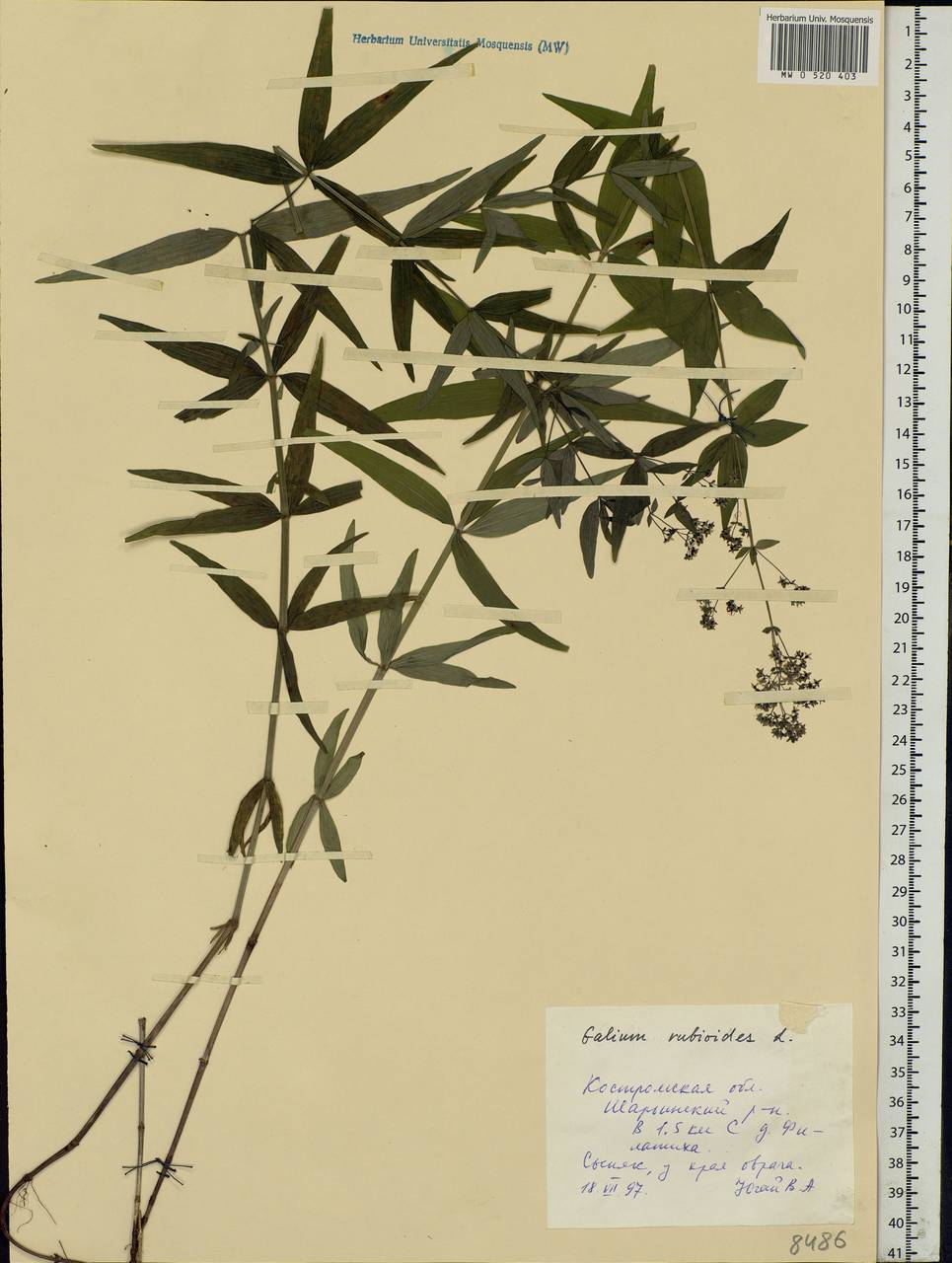 Galium rubioides L., Eastern Europe, Central forest region (E5) (Russia)