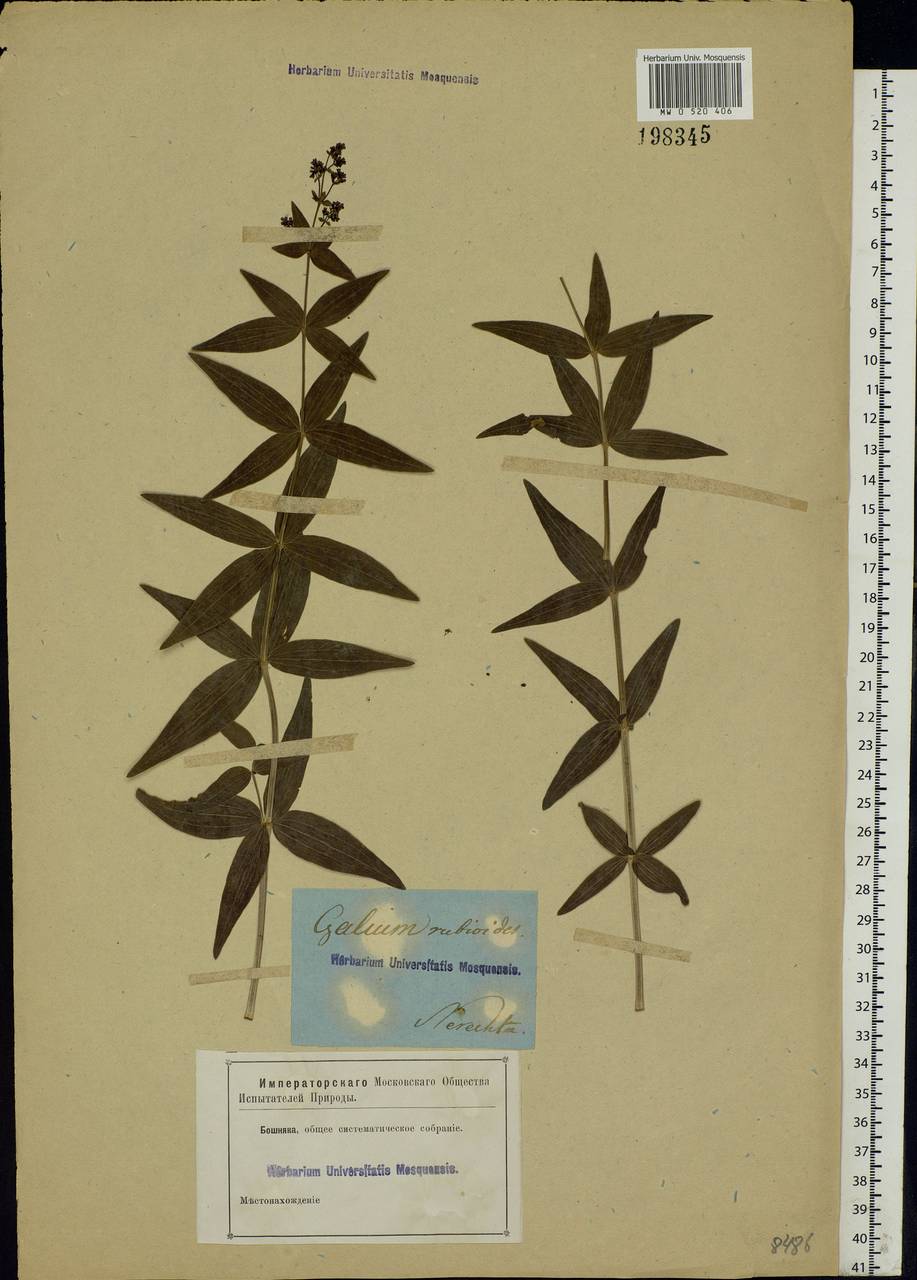 Galium rubioides L., Eastern Europe, Central forest region (E5) (Russia)