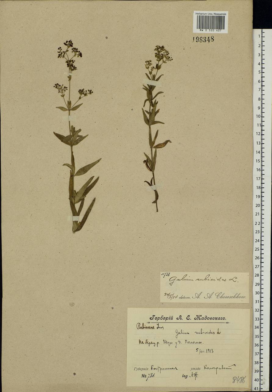 Galium rubioides L., Eastern Europe, Central forest region (E5) (Russia)