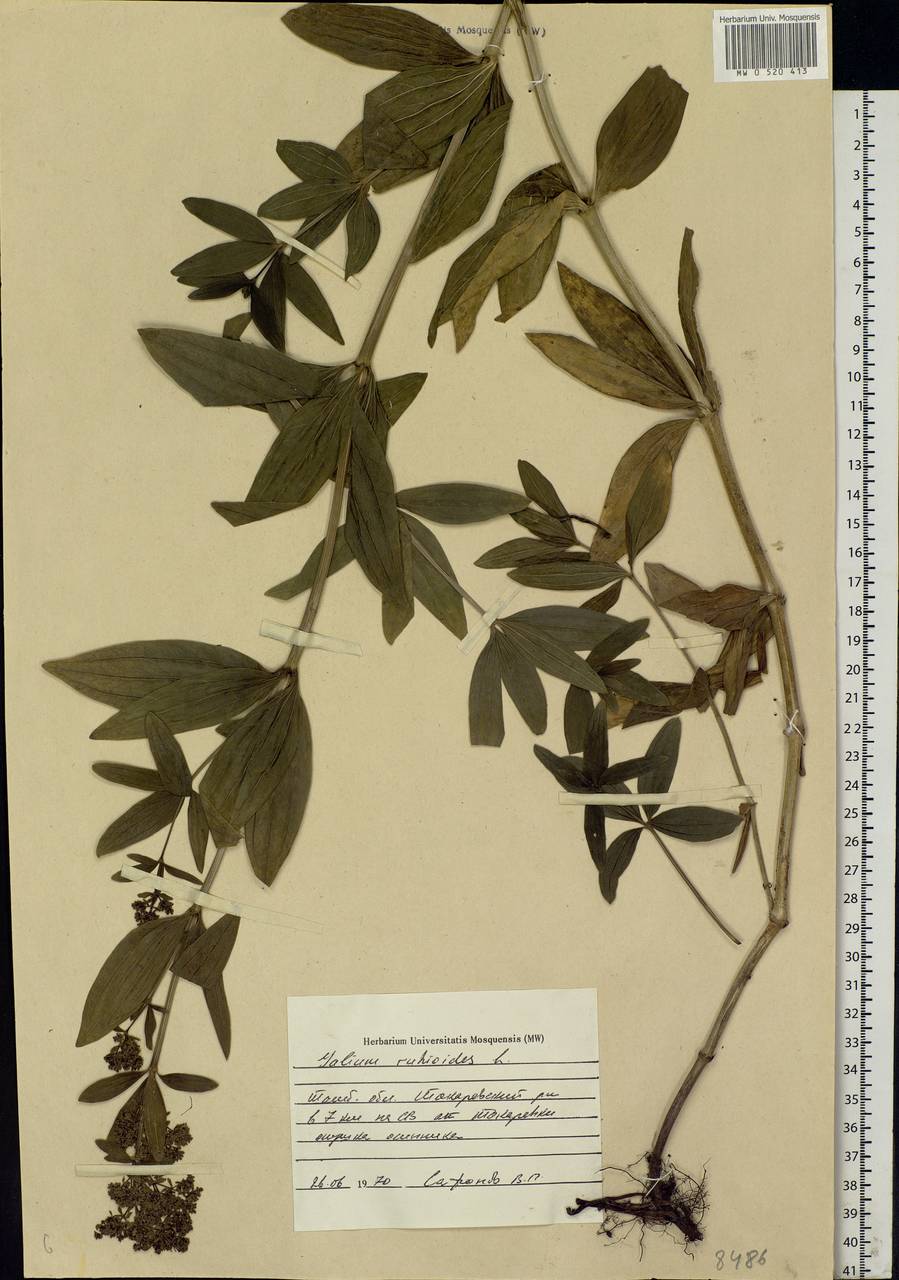 Galium rubioides L., Eastern Europe, Central forest-and-steppe region (E6) (Russia)