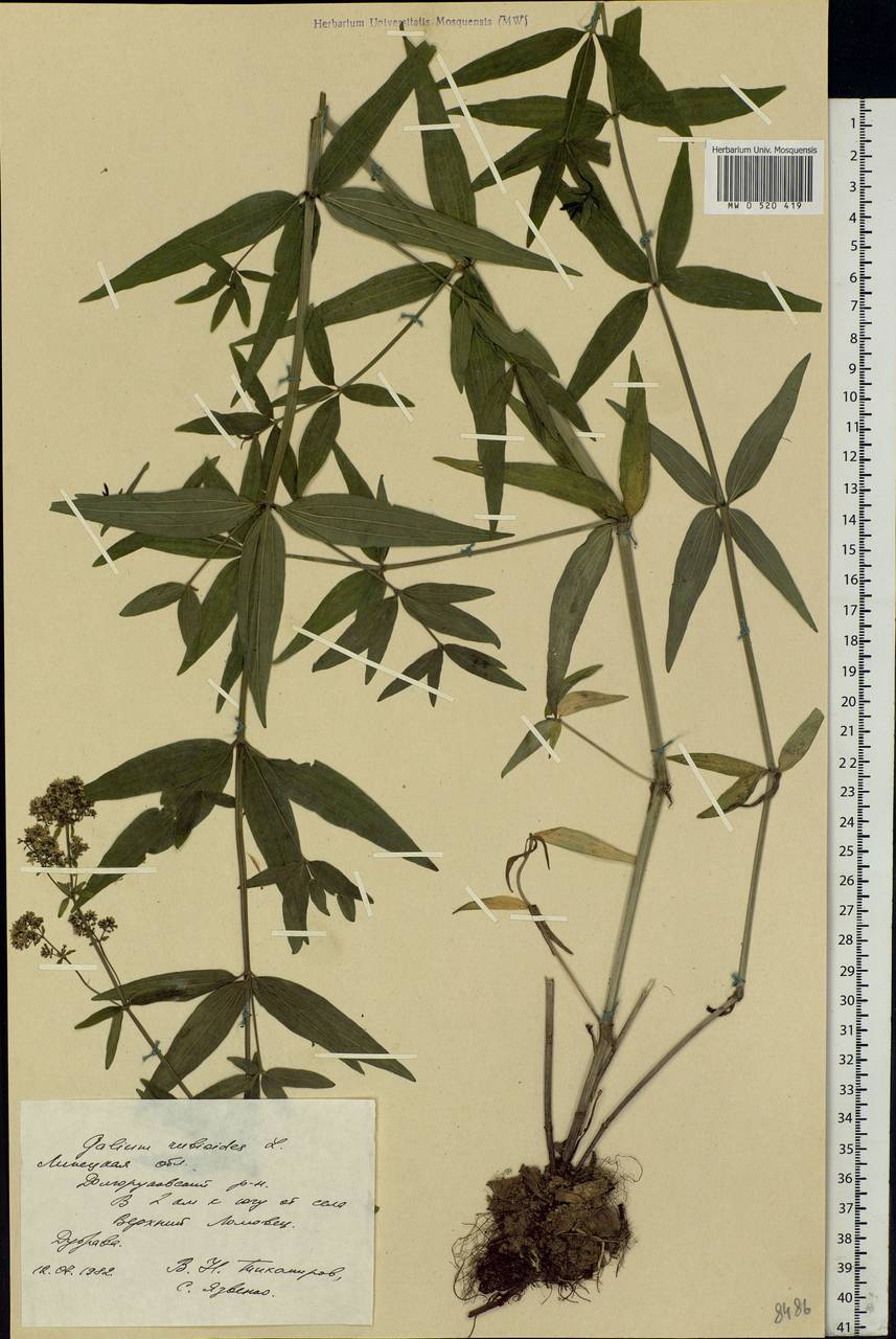 Galium rubioides L., Eastern Europe, Central forest-and-steppe region (E6) (Russia)