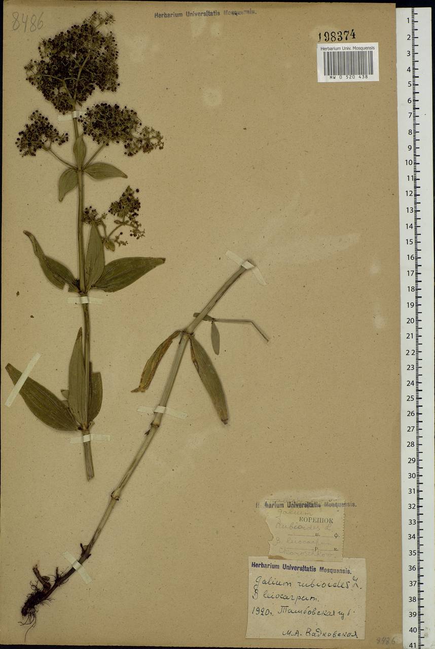 Galium rubioides L., Eastern Europe, Central forest-and-steppe region (E6) (Russia)