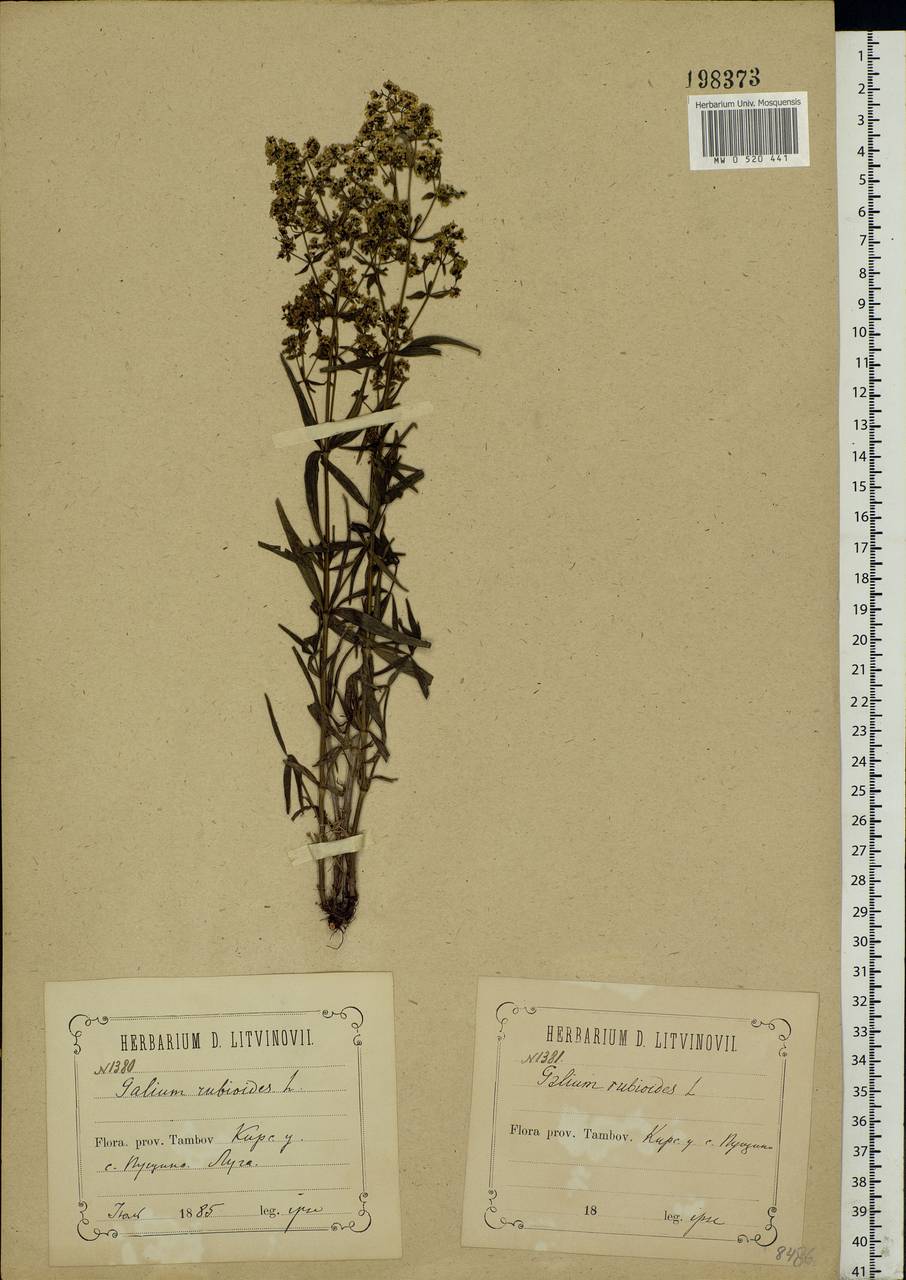 Galium rubioides L., Eastern Europe, Central forest-and-steppe region (E6) (Russia)