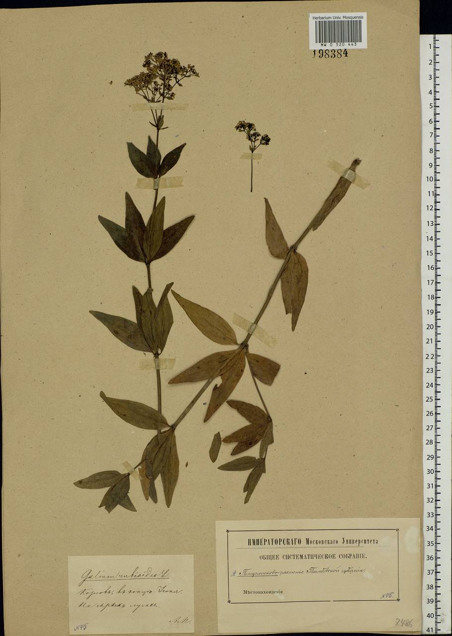 Galium rubioides L., Eastern Europe, Central forest-and-steppe region (E6) (Russia)