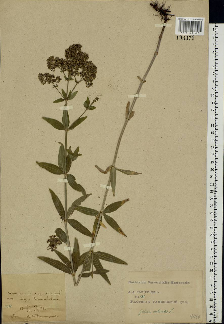 Galium rubioides L., Eastern Europe, Central forest-and-steppe region (E6) (Russia)