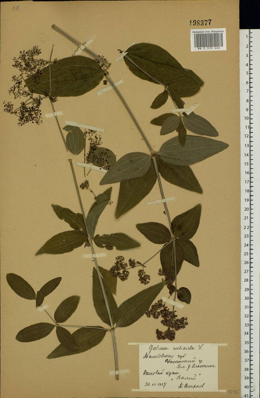 Galium rubioides L., Eastern Europe, Central forest-and-steppe region (E6) (Russia)