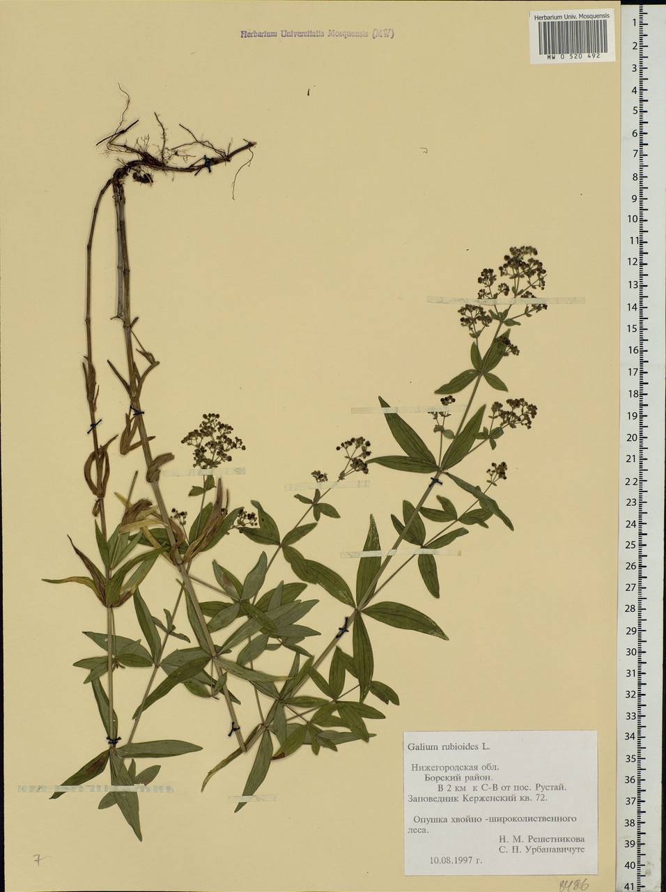 Galium rubioides L., Eastern Europe, Volga-Kama region (E7) (Russia)