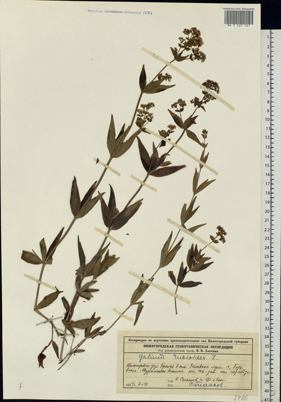 Galium rubioides L., Eastern Europe, Volga-Kama region (E7) (Russia)