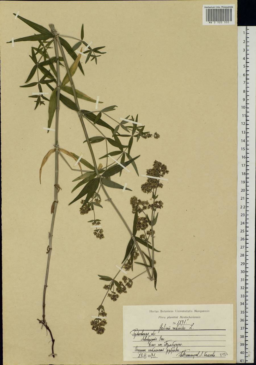 Galium rubioides L., Eastern Europe, Volga-Kama region (E7) (Russia)