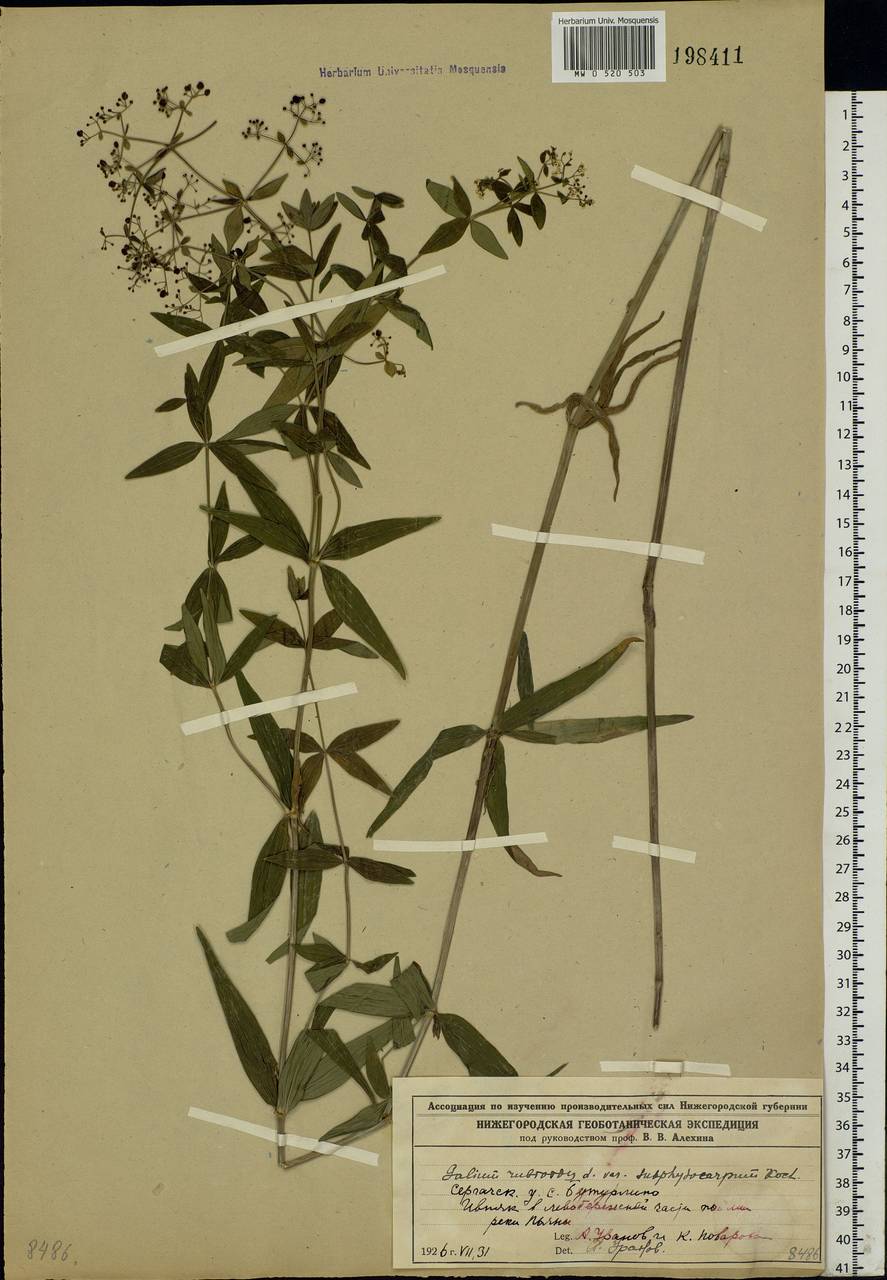 Galium rubioides L., Eastern Europe, Volga-Kama region (E7) (Russia)