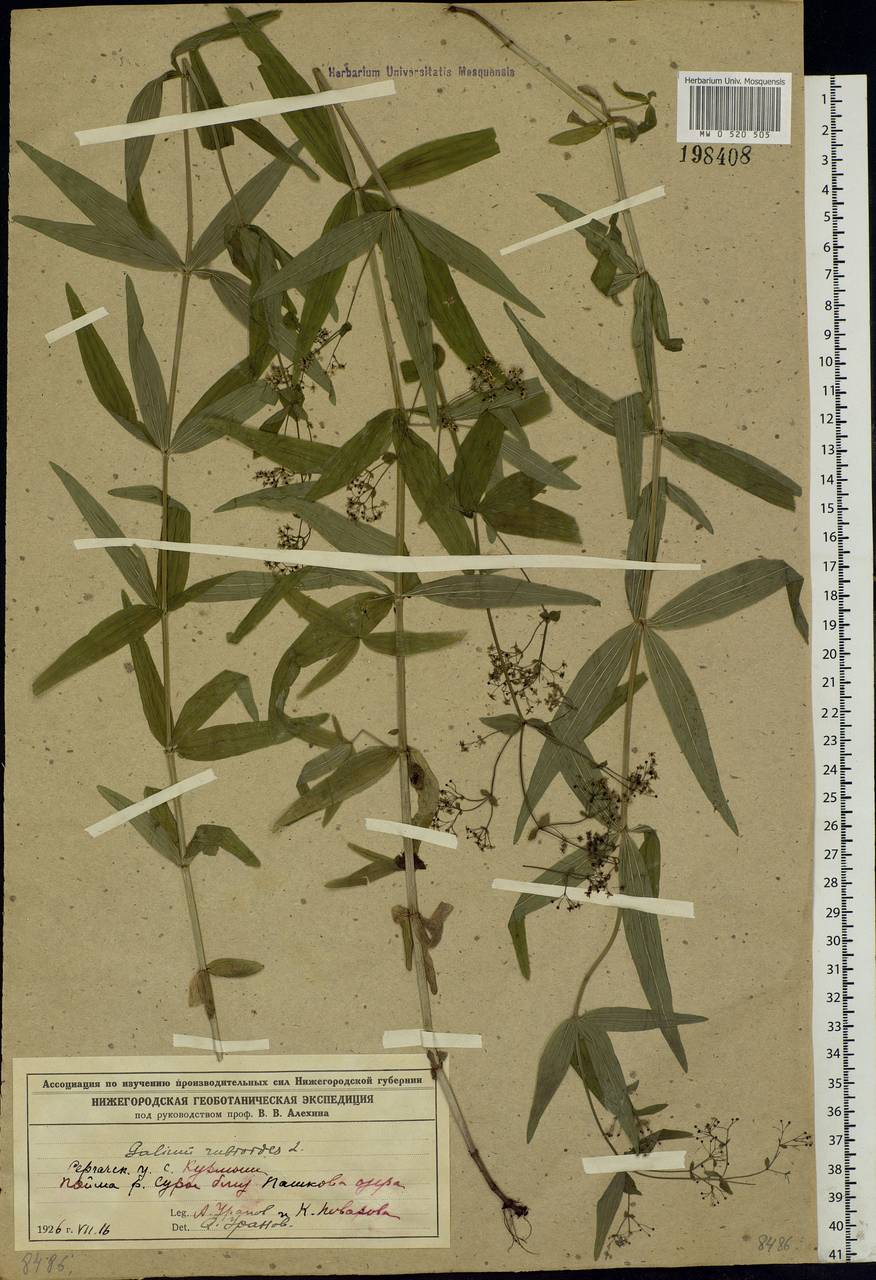 Galium rubioides L., Eastern Europe, Volga-Kama region (E7) (Russia)