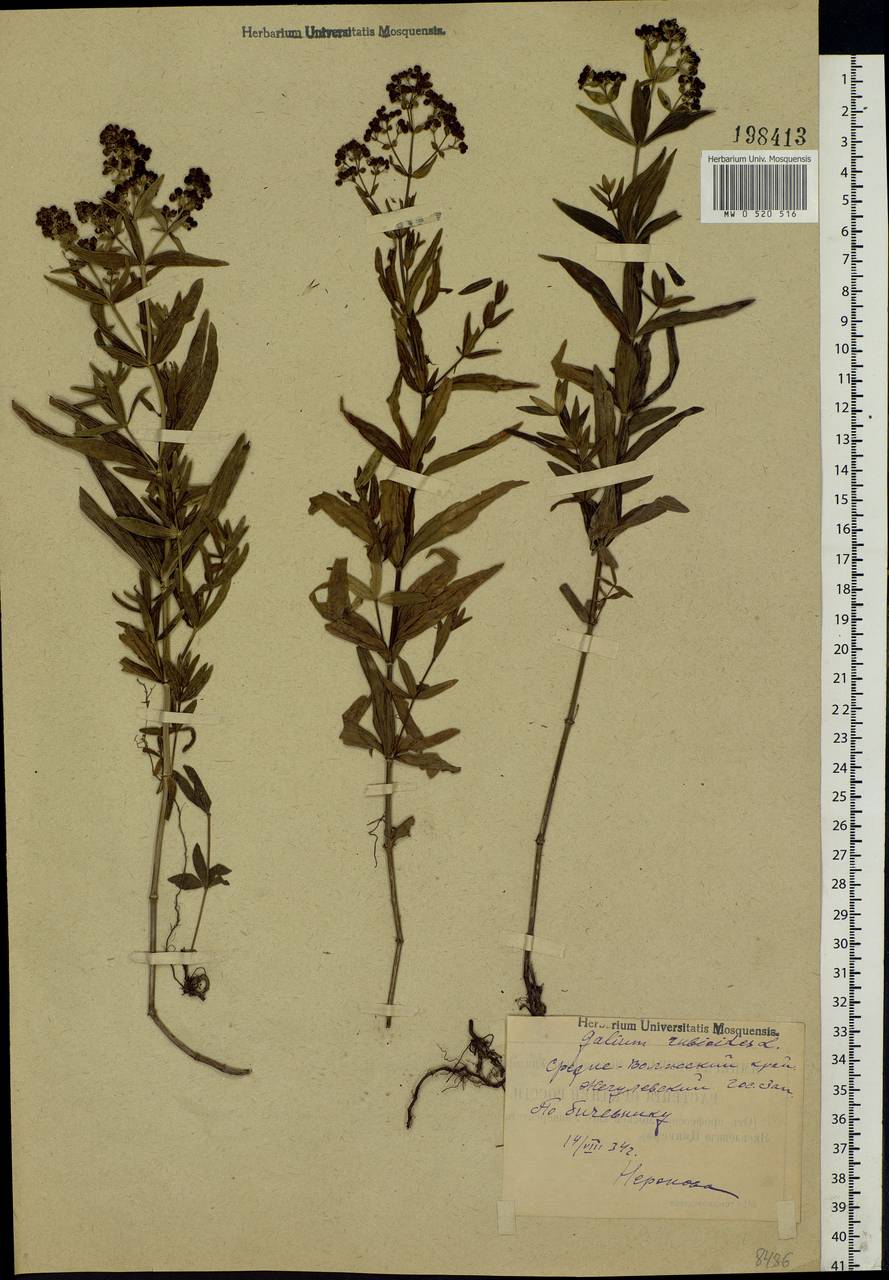 Galium rubioides L., Eastern Europe, Middle Volga region (E8) (Russia)