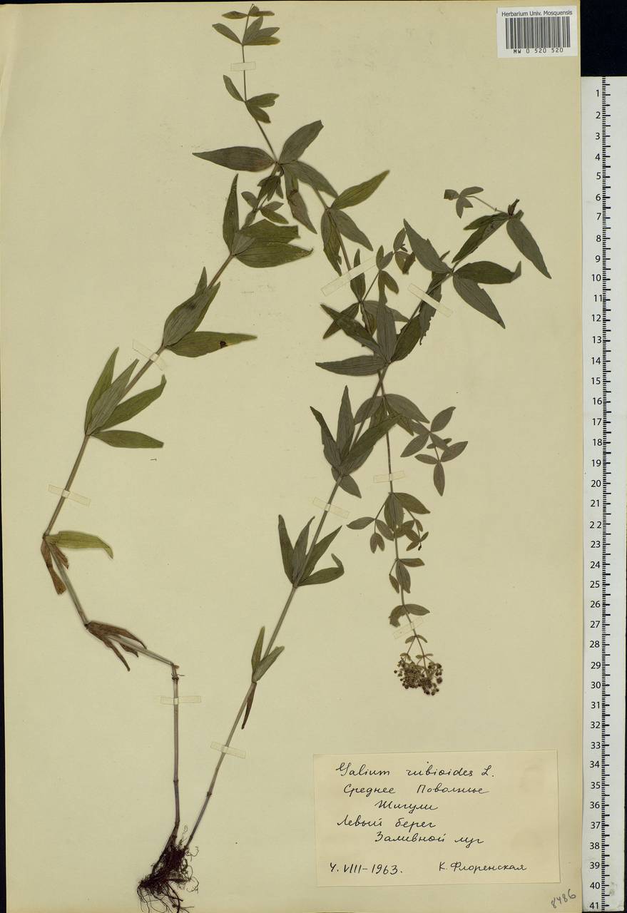 Galium rubioides L., Eastern Europe, Middle Volga region (E8) (Russia)